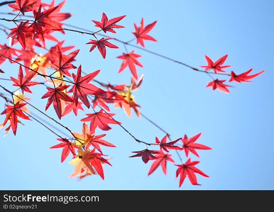 Red leaves of mable at Janpanese temple