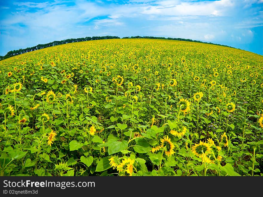 Field of sunflowers with a rounded horizon