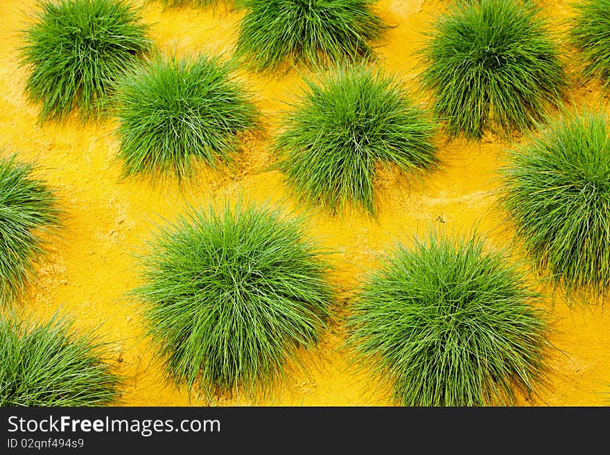 Bunch of green bush plants in the field