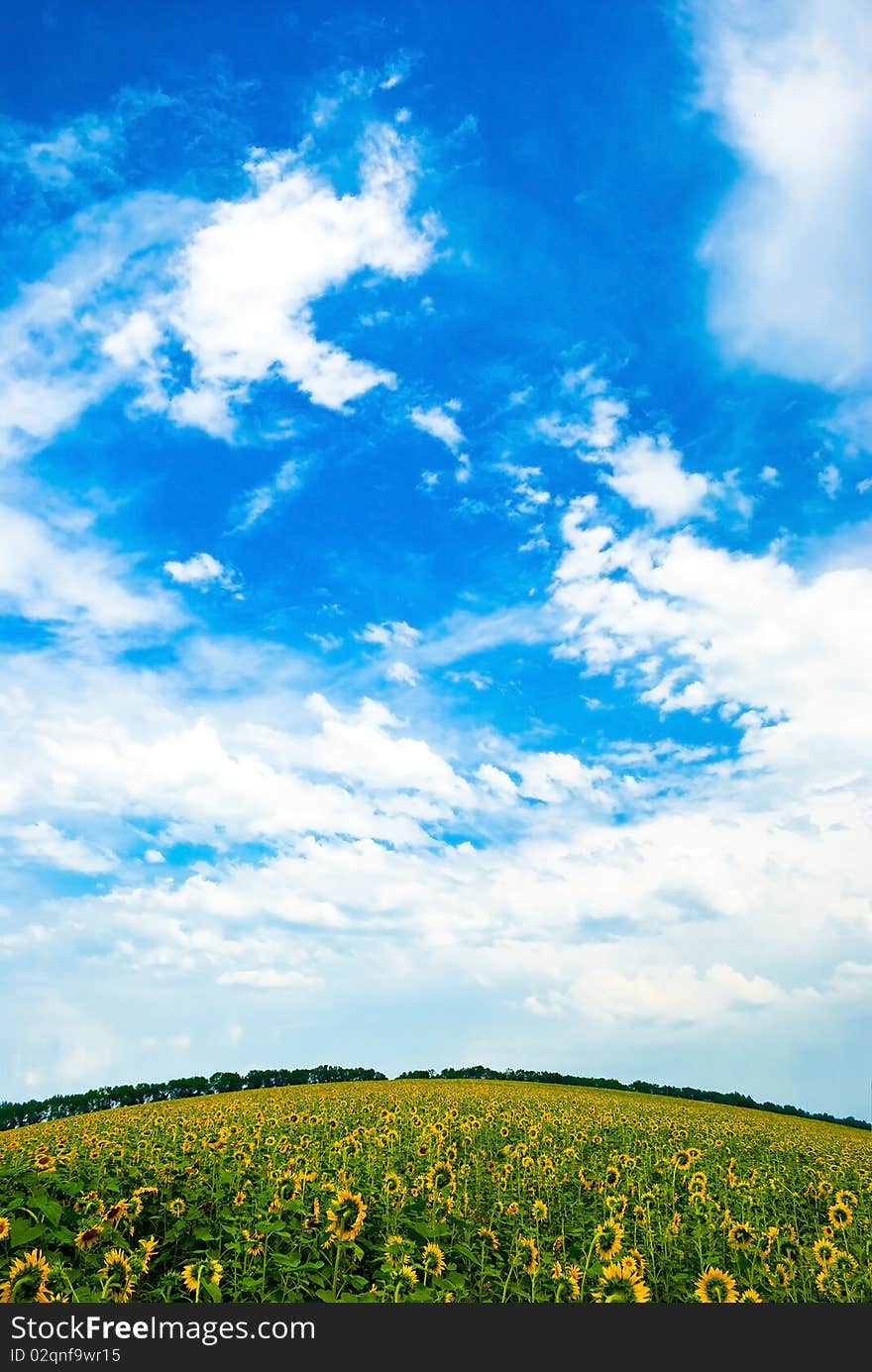 Field of sunflowers with a rounded horizon