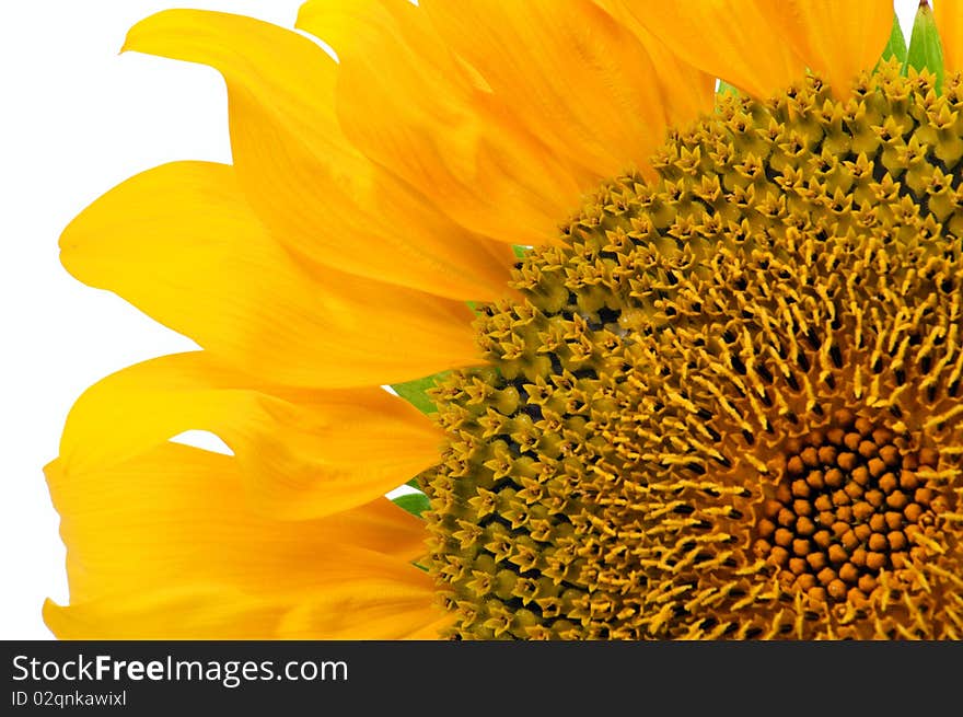 Part of sunflower close-up