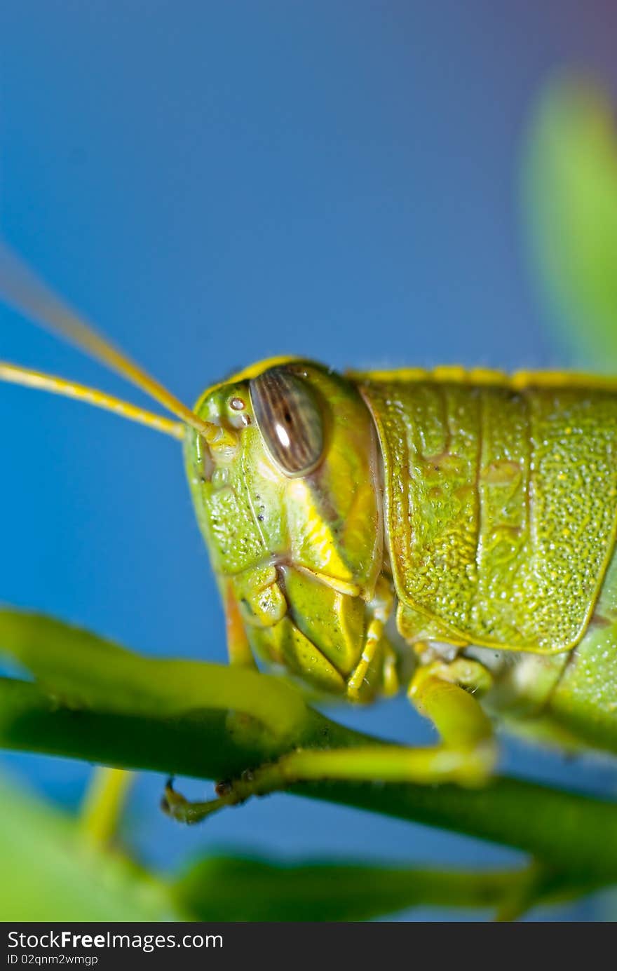 Grasshopper and Blue Sky