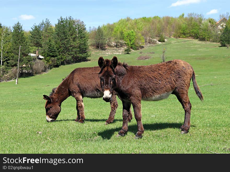 Two donkeys in a meadow in the village