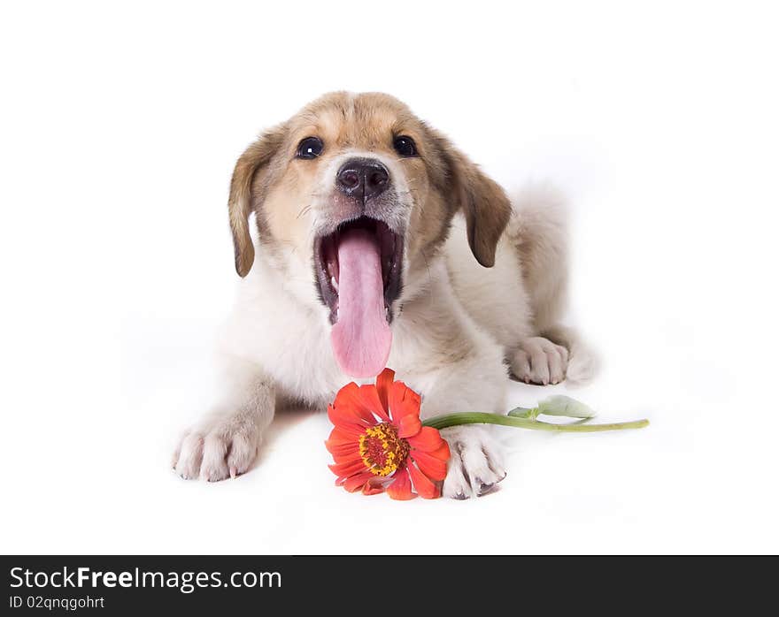 Little puppy with a flower isolated on white background