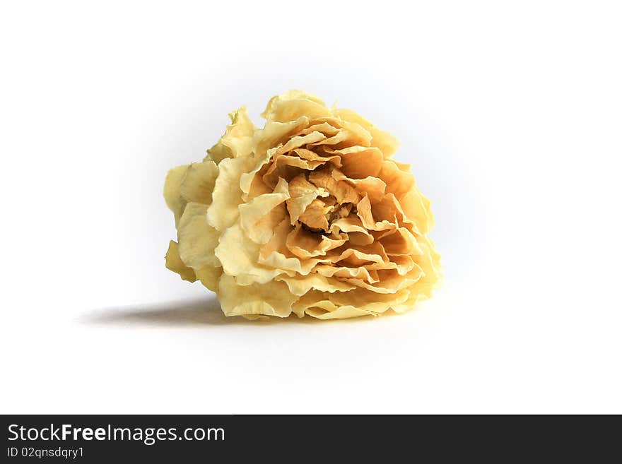 Jasmine flower tea isolated on the white background. Jasmine flower tea isolated on the white background