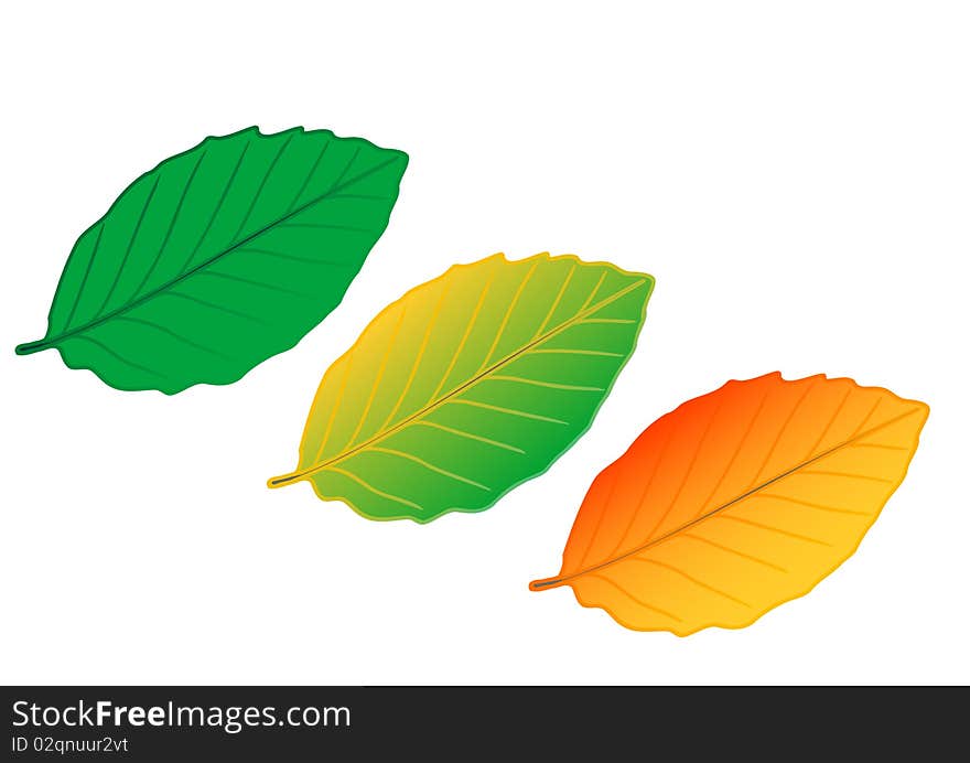 Vector illustration colour leaves