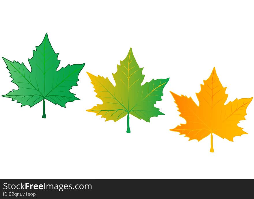 Vector illustration colour leaves