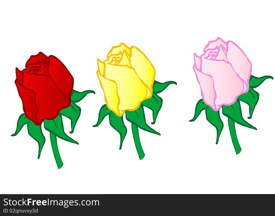 Vector Illustration  Red ,yellow,pink Roses