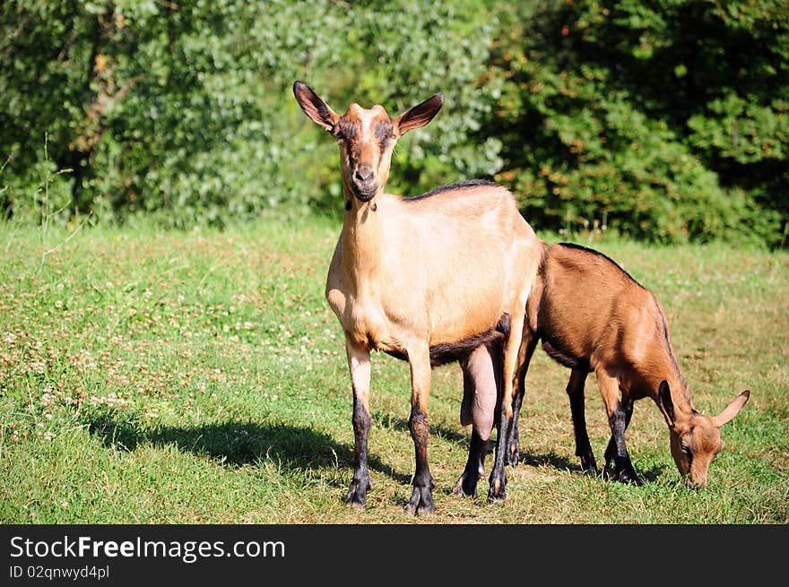 Goat and kid in the pasture