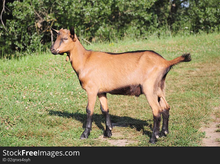 Only kid on the pasture. Only kid on the pasture