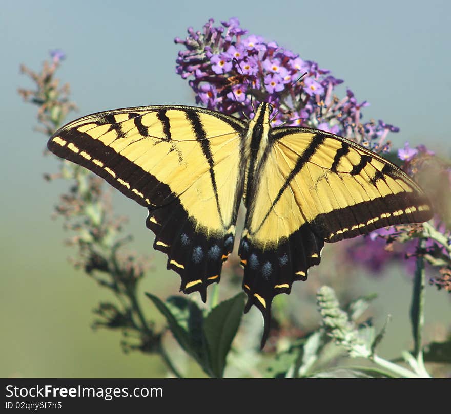 A giant swallowtail butterfly feeds on 'butterfly bush' in the mountains of new mexico, usa;. A giant swallowtail butterfly feeds on 'butterfly bush' in the mountains of new mexico, usa;