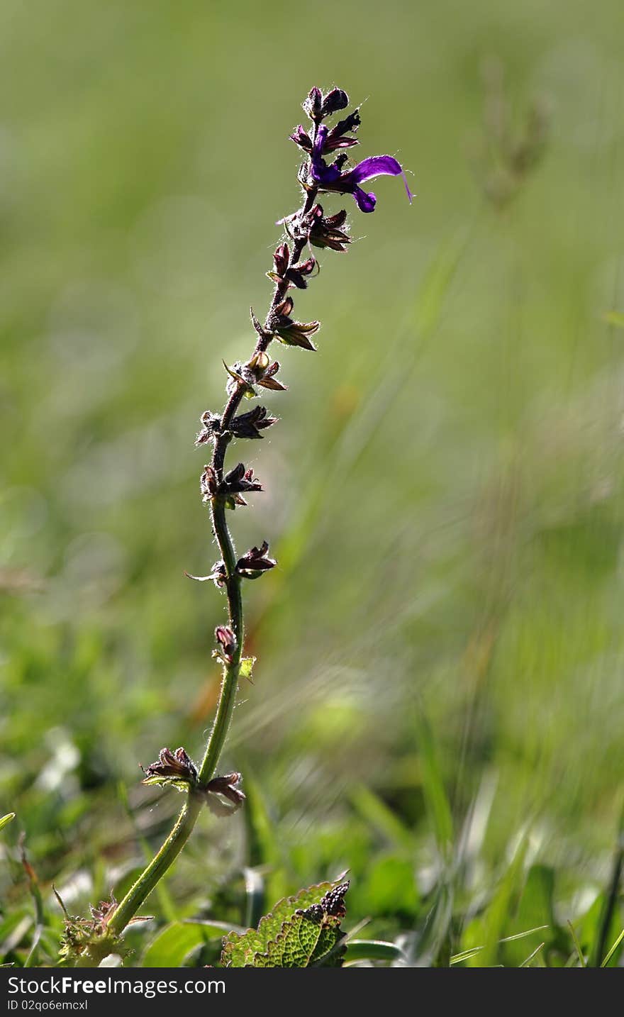 Isolated herb macro with blurred background taken in a grean meadow. Isolated herb macro with blurred background taken in a grean meadow