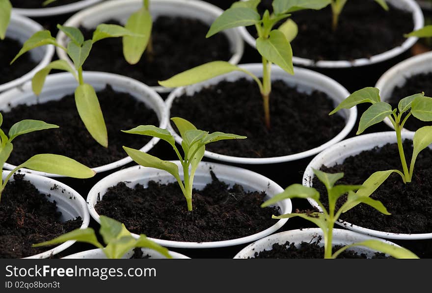 Small green plants in white pots. Small green plants in white pots