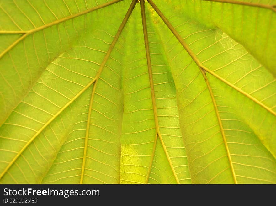 Close up of a green leaf background showing viens