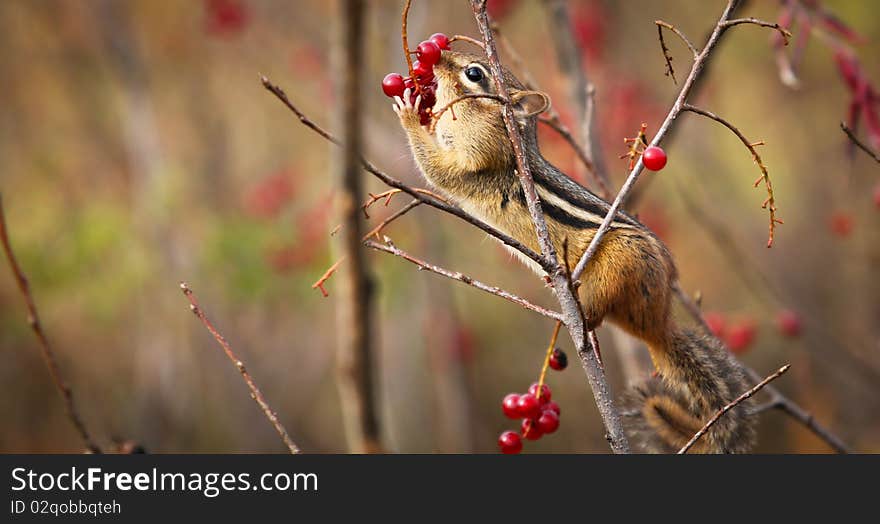 A chipmunk eating berries