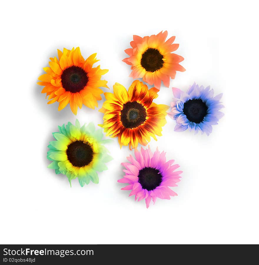 Stylized composition of several sunflowers against white background. Stylized composition of several sunflowers against white background