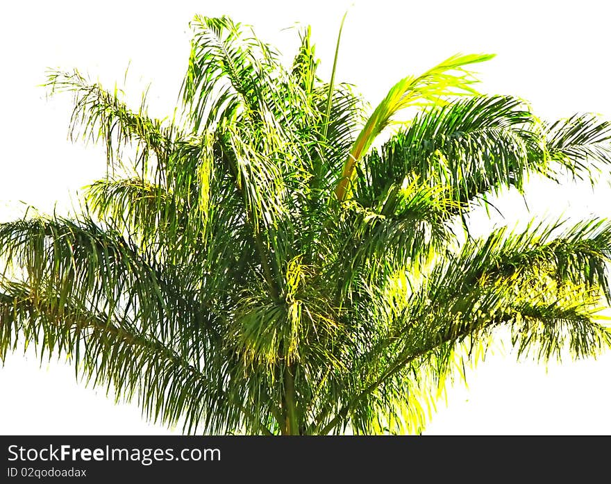 Palmtree top against white background