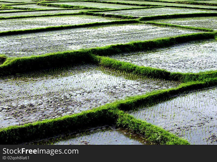 Rice Fields