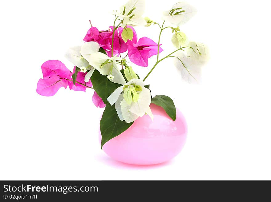 Bougainvillea pink and white flowers in vase isolated on white background.