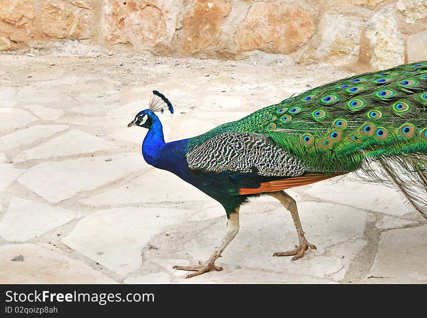 Peacock walking on the floor.