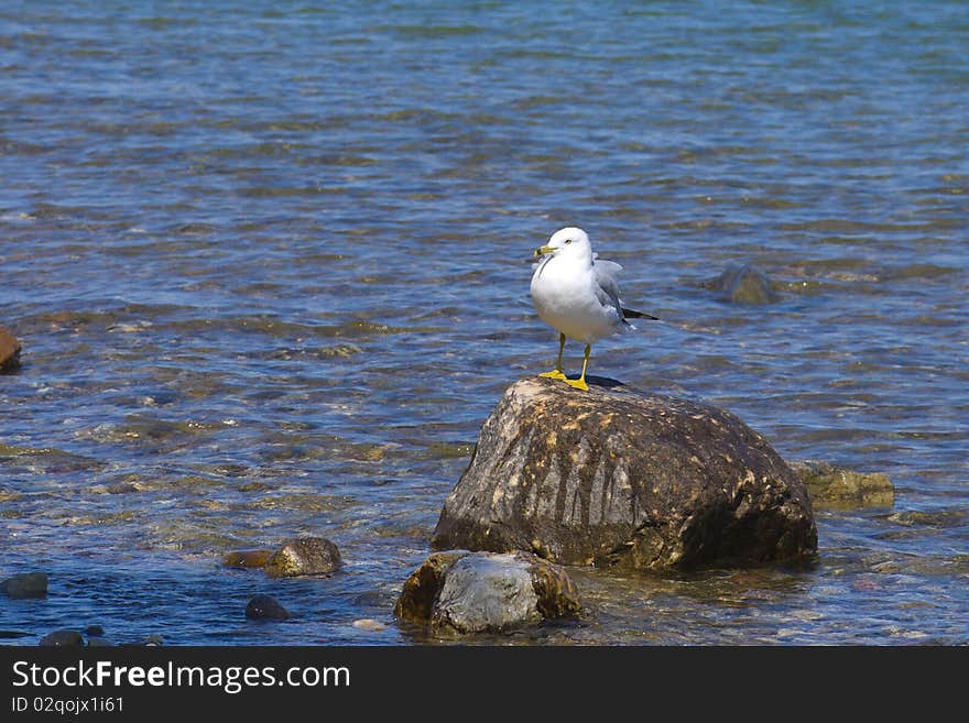 A seagull resting on a rock of the shore