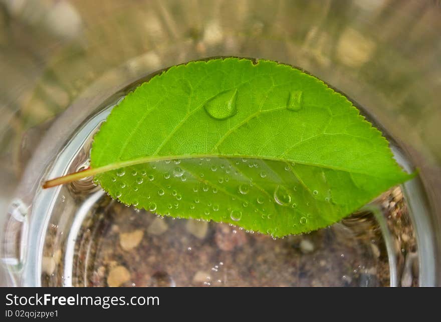 Healthy leaf and water`s drops. Healthy leaf and water`s drops.