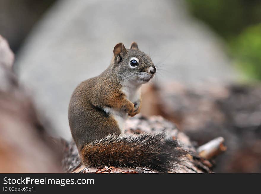 A Western Grey Squirrel poses