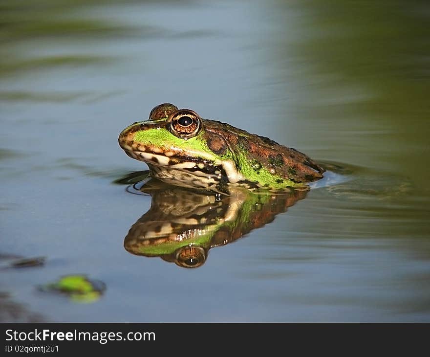 Green frog sitting in water, mirroring