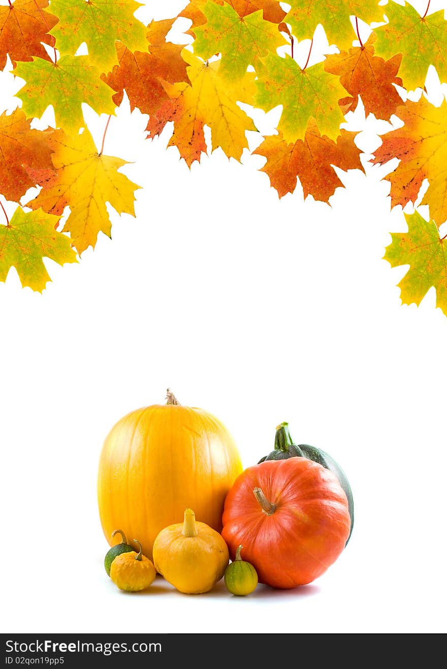 Maple leaves and pumpkins on a white background