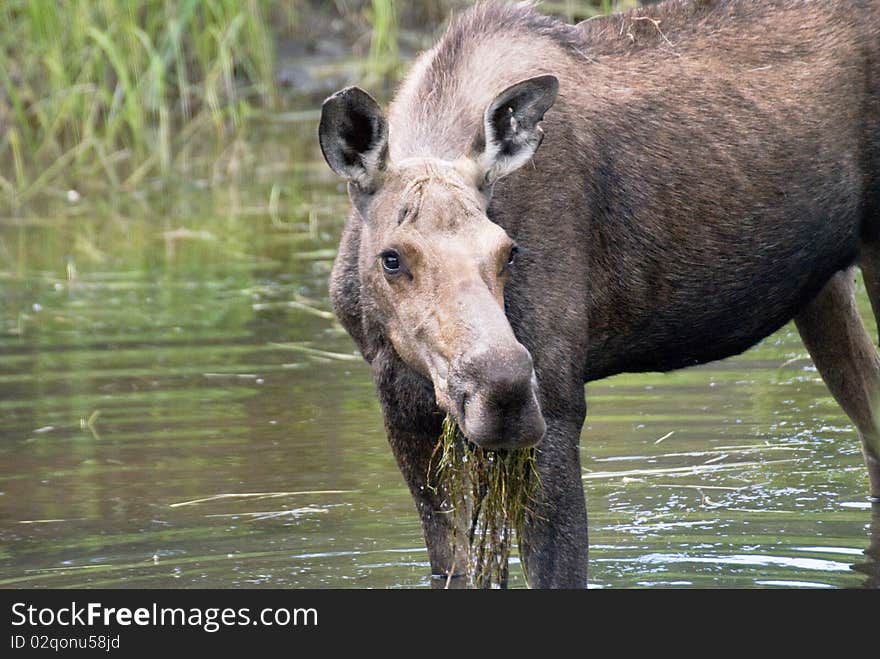 Moose Grazing In River