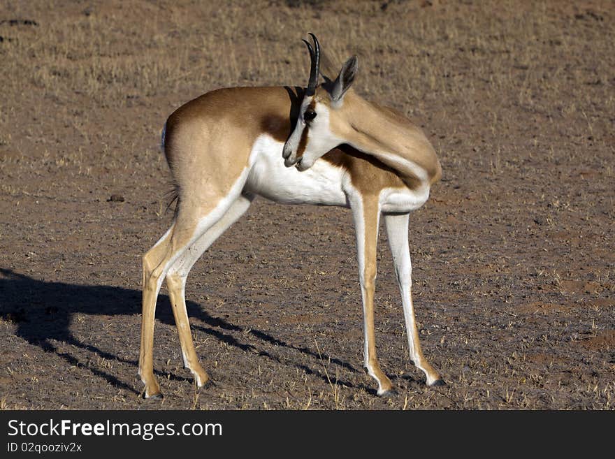 Springbok in the Kgalagadi Transfrontier Park. Springbok in the Kgalagadi Transfrontier Park