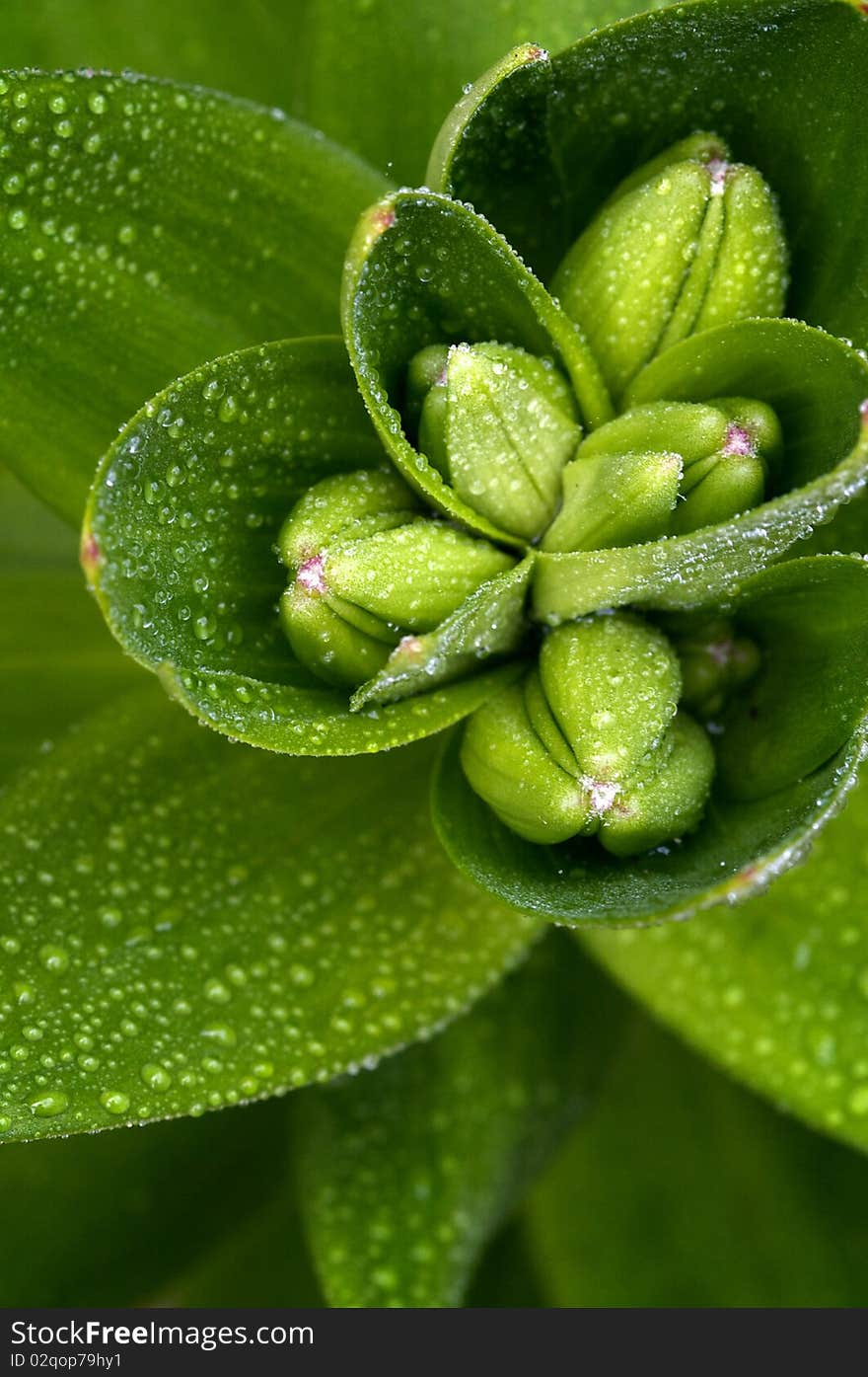 Fresh dewdrops on lily buds in springtime