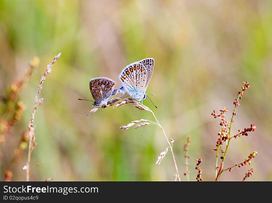 Common Blue - Polyommatus icarus Pair mating