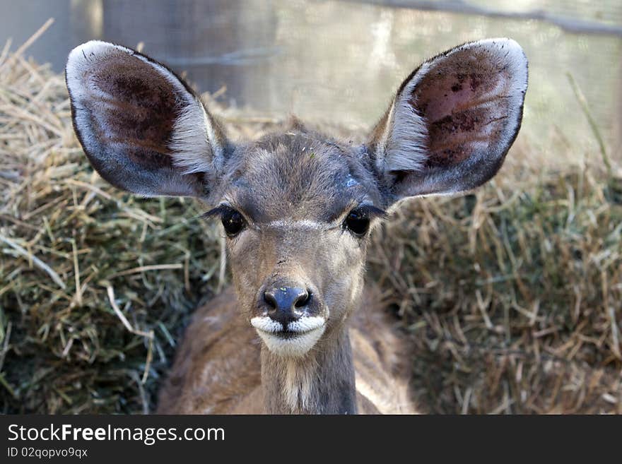 Young greater kudu Tragelaphus strepsiceros captured on a farm in the Kalahari, South Africa