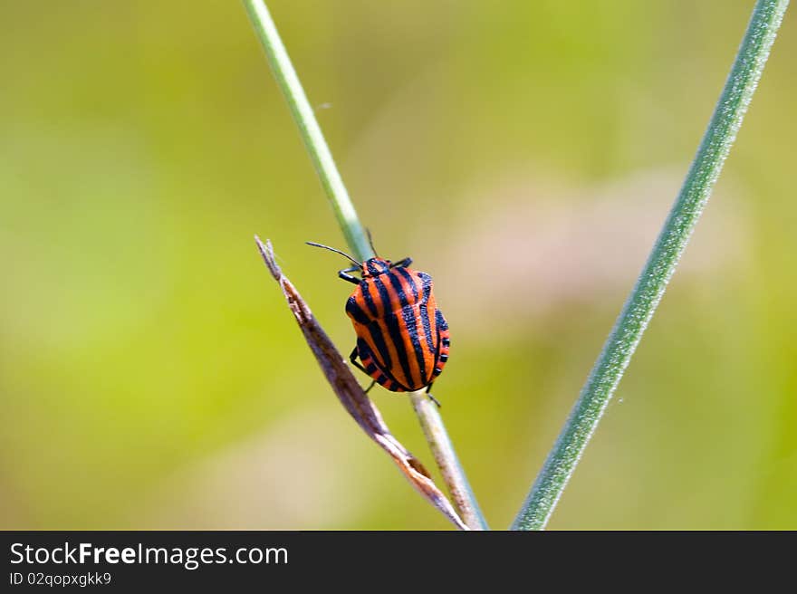 Red striped beetle