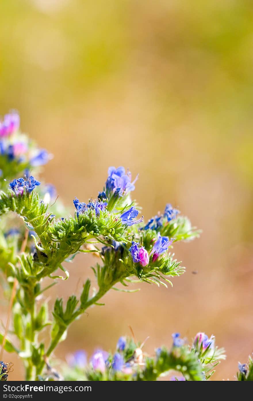 Blue wild flowers on a green background