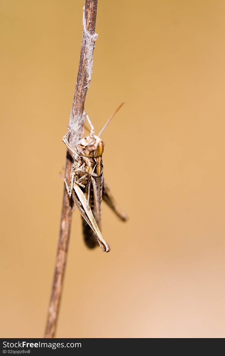 Grasshopper hiding in the brown line, closeup