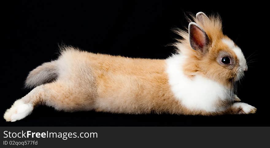 Adorable baby rabbit lying on black background. Adorable baby rabbit lying on black background