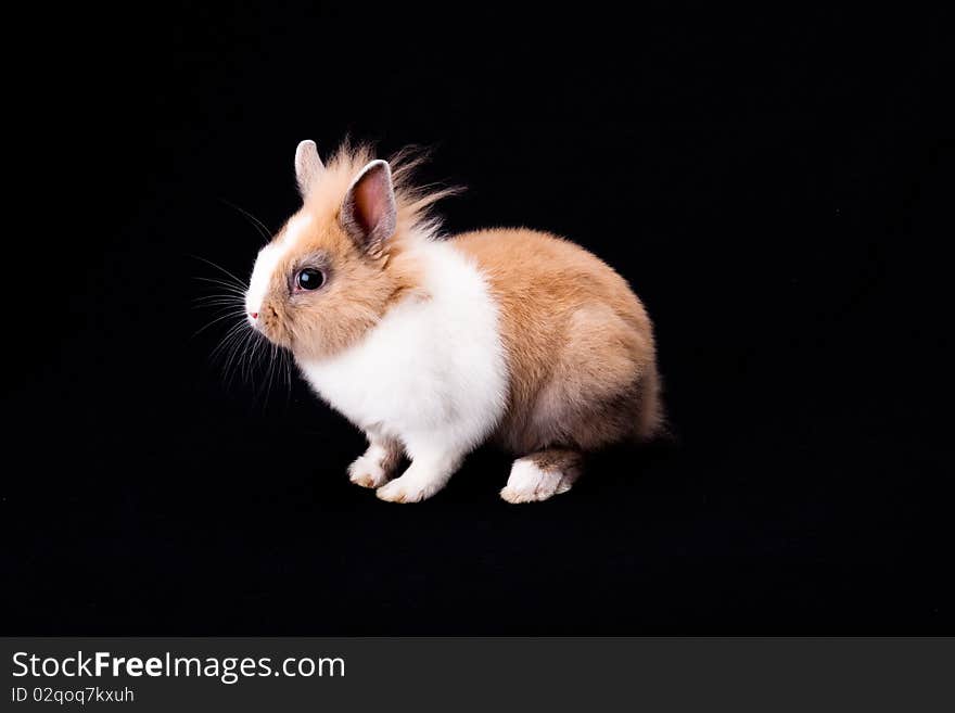 Cute baby rabbit sitting on black background. Cute baby rabbit sitting on black background