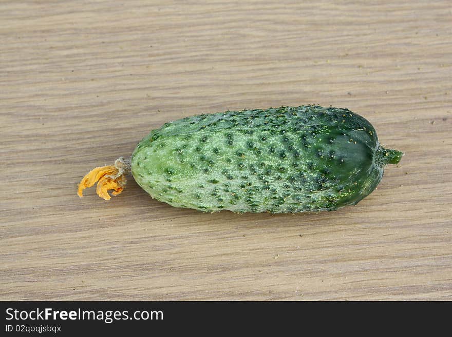 Cucumber