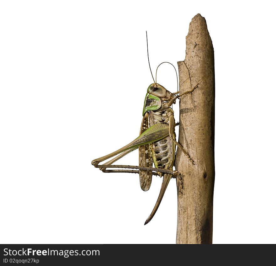 Grasshopper isolated on white for your design