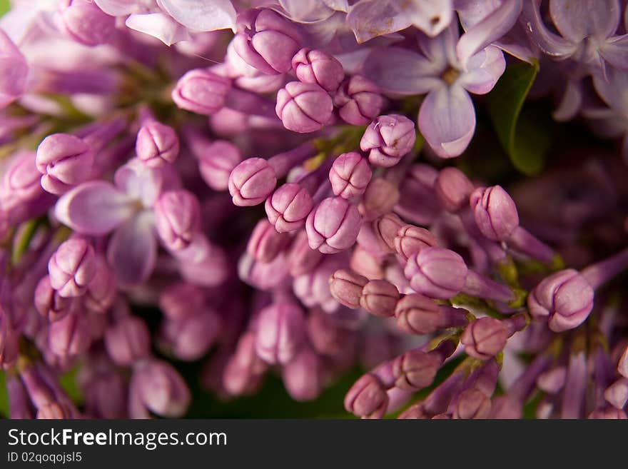 Close-up beautiful lilac flower as background. Close-up beautiful lilac flower as background