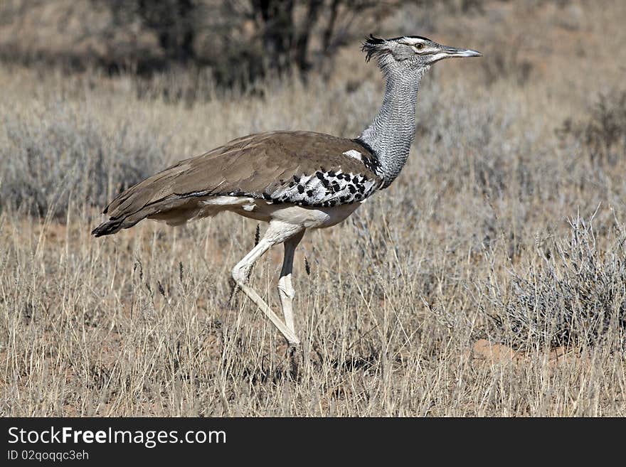 Kori bustard in the Kgalagadi