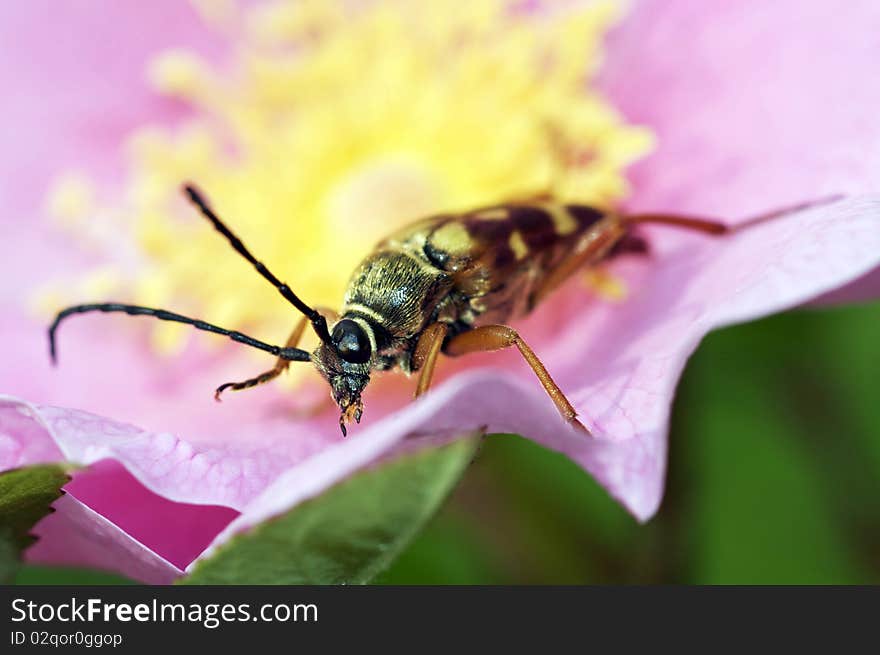 Zebra Long Horned Beetle