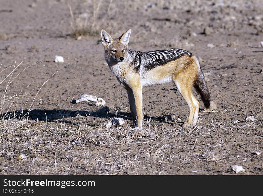 Jackal in the Kgalagadi Transfrontier Park.