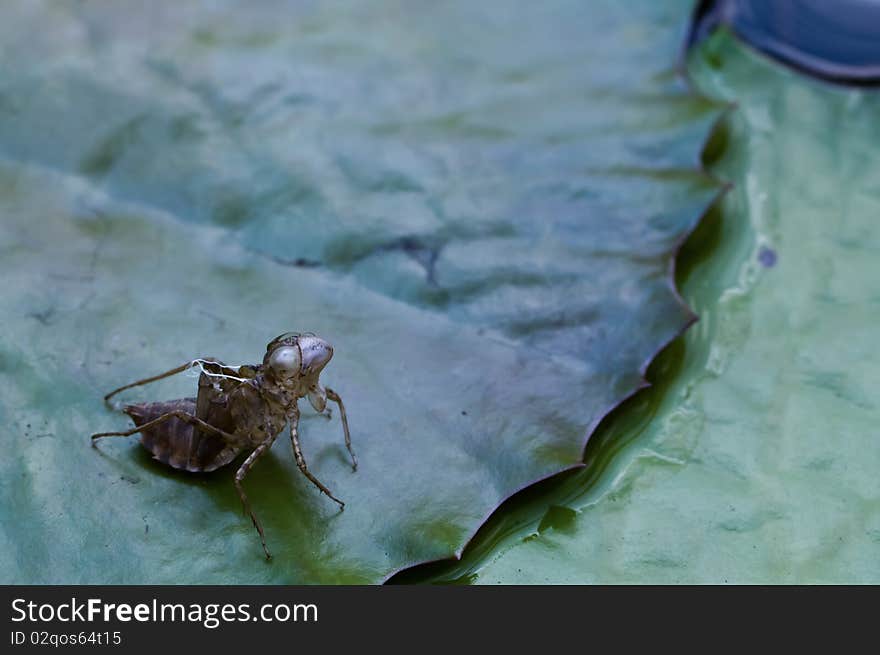 Cicada shells.