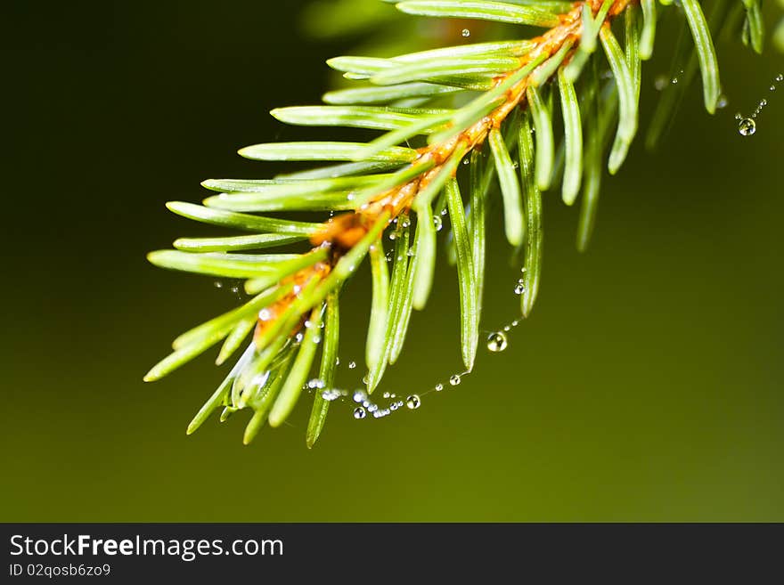 Pine tree with water drops