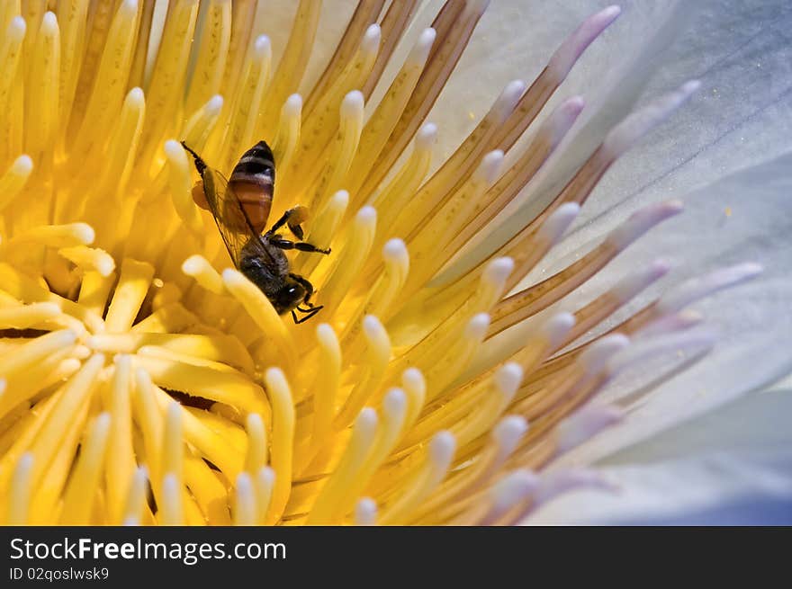 A bee on a yellow lotus flower in a pond. A bee on a yellow lotus flower in a pond.