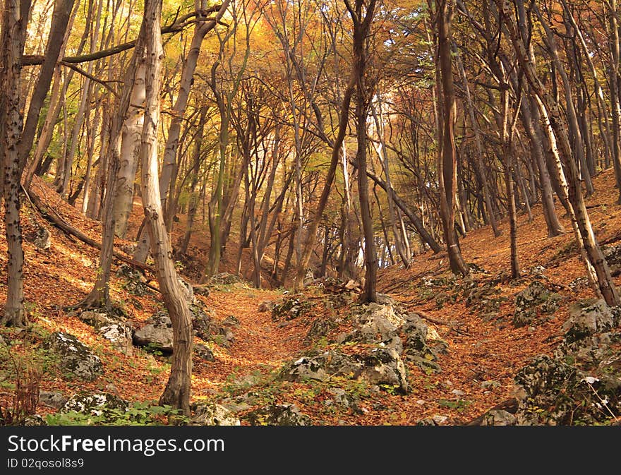 Colourful forest in autumn, trees with red leaves