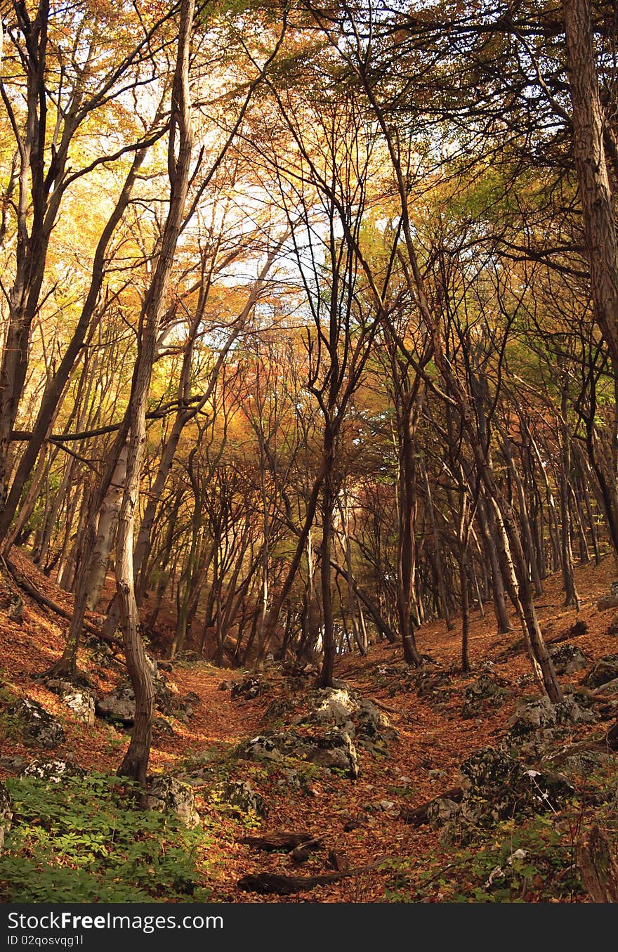 Colourful forest in autumn, trees without leafes